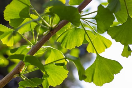 Naturheilmittel Ginkgo