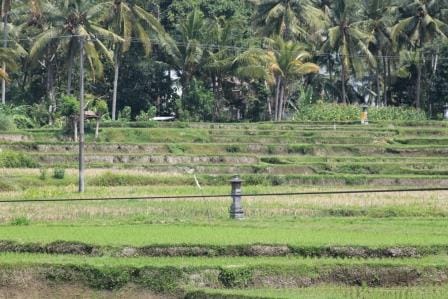 Ubud - Das künstlerische Zentrum Balis